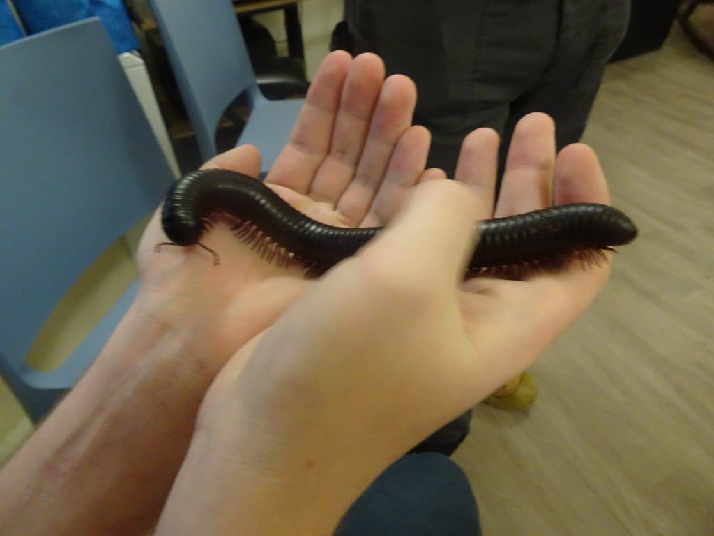 Exotic Creatures Pay A Visit To Our Patients Tees Esk And Wear Valley Nhs Foundation Trust