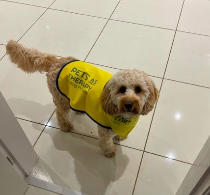 Ruby - the newest therapy dog at TEWV