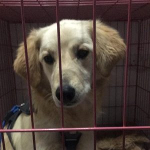 Josie in a cage before being adopted