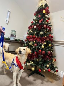 Josie in her role as a therapy dog