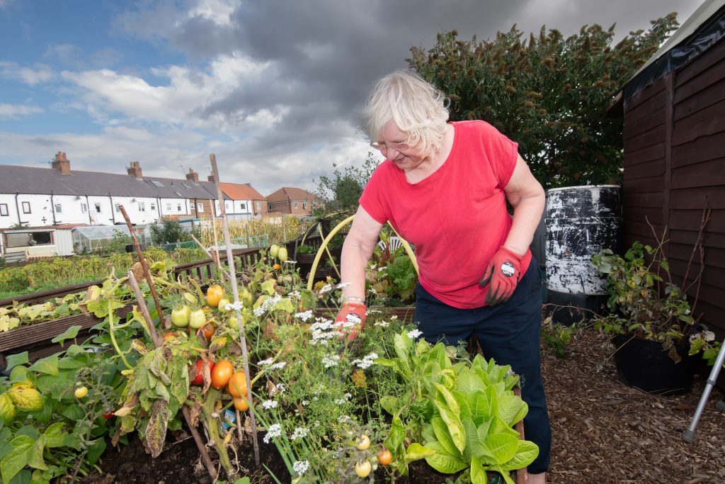 Barbara tending to produce in the allotment