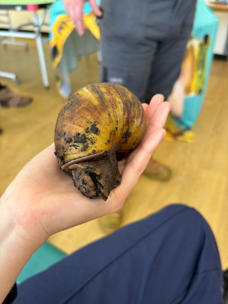 Giant African land snail held in a patients hand