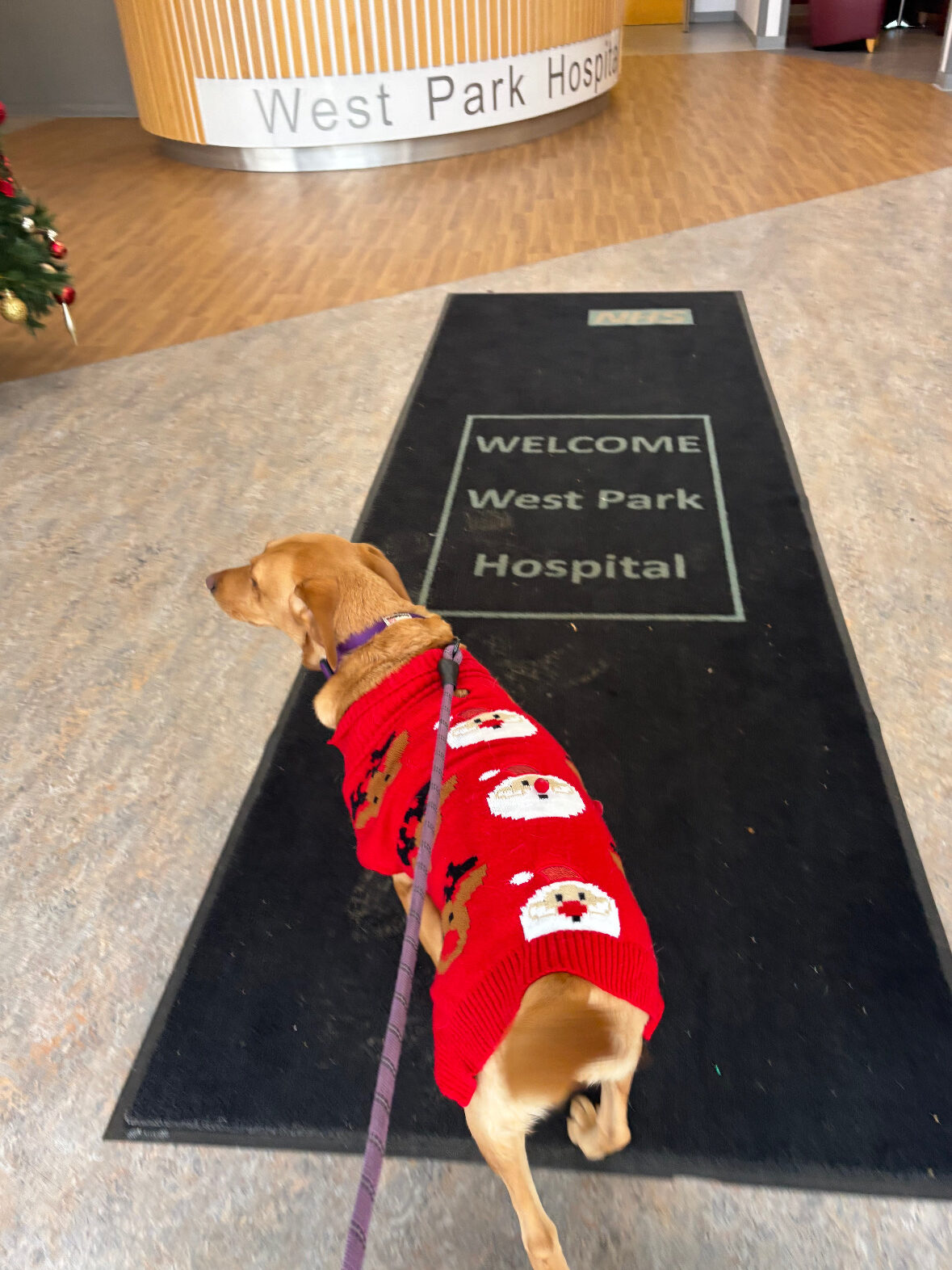 Bella the dog in her Christmas Jumper visiting West Park Hospital