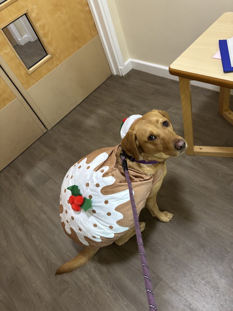 Bella the dog in a Christmas pudding outfit 