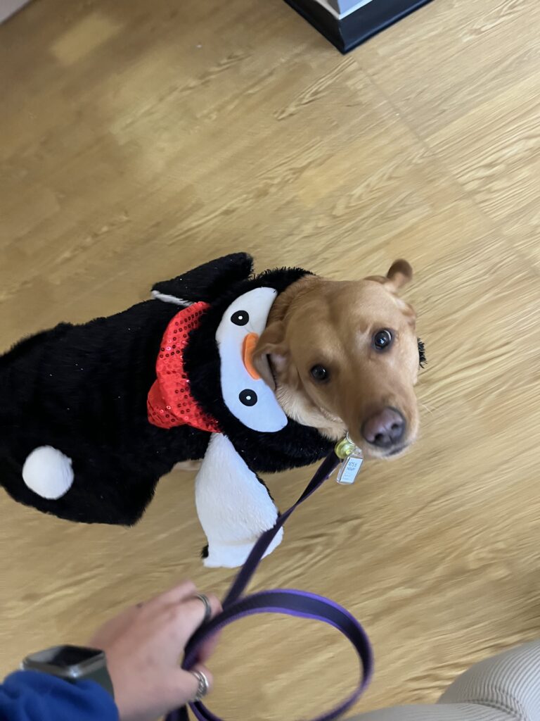 Bella the dog in a festive penguin outfit 