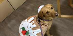 Bella the dog in a Christmas pudding outfit