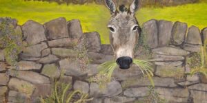 Close up of a donkey looking over a dry stone farm wall.